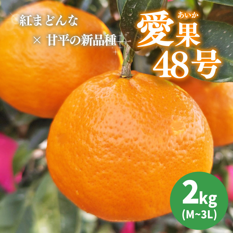 
            【2026年3月下旬から発送予定】 あいか 愛果48号 2kg 家庭用 期間限定 愛媛県産 みかん 蜜柑 オレンジ 柑橘 果物 フルーツ 家庭用 おすすめ みかん オススメみかん 愛媛県 松山市 愛媛県産みかん ふるーつ 松山市産みかん 家庭用柑橘 ふるさと納税みかん
          