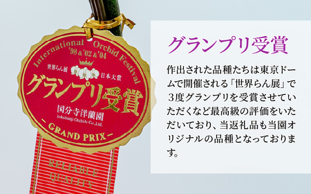 胡蝶蘭 白色赤リップ 3本立て | 胡蝶蘭 胡蝶蘭 胡蝶蘭 胡蝶蘭 胡蝶蘭 国分寺洋蘭園 埼玉県 北本市