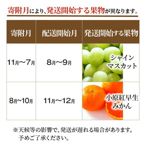 三豊市フルーツ2回お届け定期便 F
