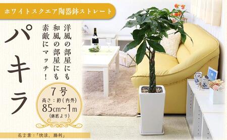 パキラ 7号 ホワイトスクエア陶器鉢 ストレート 高さ:約85cm～1m内外(鉢底より) 【観葉植物 植物 鉢付 インテリア 部屋 室内 オフィス 癒し エコ グリーン マイナスイオン リラックス オシャレ おしゃれ ギフト プレゼント 贈り物 人気 おすすめ  福岡県 筑前町 ふるさと納税 観葉植物 観葉植物 観葉植物 観葉植物 観葉植物 観葉植物  観葉植物 観葉植物 観葉植物 観葉植物 観葉植物 観葉植物 観葉植物 観葉植物 観葉植物 観葉植物 観葉植物 観葉植物 観葉植物 観葉植物】