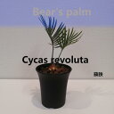 【ふるさと納税】蘇鉄　Cycas revoluta_栃木県大田原市生産品_Bear‘s palm | 植物 プラント 人気 おすすめ 送料無料