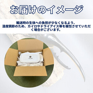 ヘラクレスオオカブト大型オス（140-150mm）【配送不可：北海道・沖縄・離島（一部除く】
