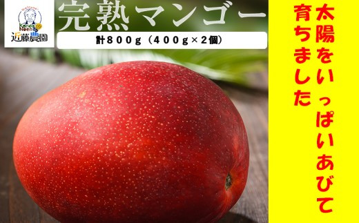 
                  BS-515　【季節限定】特選贈答完熟マンゴー 800g（400g×2個）(M-1) 7月初旬以降発送
                