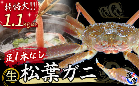 【魚倉】 訳あり足1本無し 生松葉ガニ（特特大1,100g以上） 訳あり わけあり 松葉ガニ 訳あり松葉ガニ 生松葉ガニ かに カニ 蟹 ズワイガニ ずわいがに