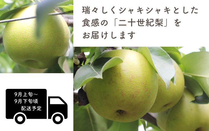 瑞々しくシャキシャキとした食感の二十世紀梨をお届けします！