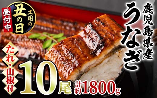 
                  ＜丑の日発送も選べる！＞東串良町のうなぎ蒲焼(無頭)(10尾・計約1,800g・タレ、山椒付)うなぎ 高級 ウナギ 鰻 国産 蒲焼 蒲焼き たれ 鹿児島 ふるさと 人気【アクアおおすみ】
                