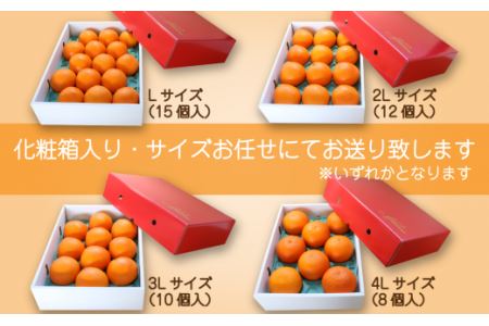 【先行予約】農園直送 「Madonna（ 愛媛果試第28号 ）」 約３㎏ 秀品 化粧箱 お任せサイズ（L～4L）8～15個入 2025年11月下旬～2026年1月中旬頃発送　愛媛県オリジナル品種 柑橘