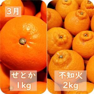 【発送月固定定期便】愛咲果樹園「春の柑橘定期便」(3月～5月)【G71-33】全3回【4069716】