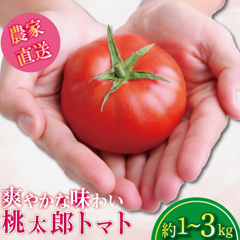 【ふるさと納税】 【選べるお届け月】 トマト 1~3kg 桃太郎 先行予約 甘い 野菜 やさい 国産 産地直送 数量限定 旬 桃太郎トマト 生野菜 新鮮 ソース 調味料 ケチャップ サラダ 美容 新鮮 健康 お取り寄せ グルメ おすすめ 人気 徳島県 小松島市