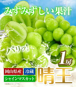ぶどう [2024年先行予約] シャインマスカット 晴王 1房 600g 岡山県産《9月上旬-11月中旬頃出荷(土日祝除く)》 ハレノフルーツ マスカット 送料無料 岡山県 浅口市 フルーツ 果物 贈