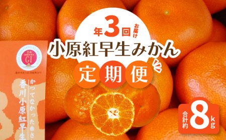 【マスターショップセレクト】「小原紅早生みかん」の定期便（年3回）フルーツ ふるーつ 果物 くだもの 三豊市【配送不可地域：北海道・沖縄県・離島】_M72-0022