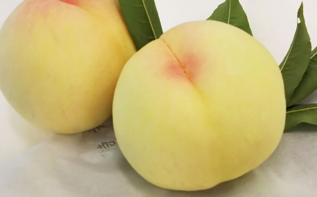 
                  板野名人がつくる 岡山県産 清水白桃 《 贈答用 》 1箱［約1.4kg（5～6玉入）］ 【2026年7月下旬まで発送予定】 ／ 桃 もも モモ ピーチ 白桃 はくとう しみずはくとう 果物 くだもの フルーツ 果実 デザート
                
