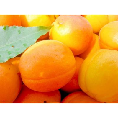 ふるさと納税 長野県 生あんず ハーコット(生食用)約2kg(小サイズ)長野県産 産地直送
