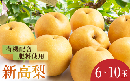 【先行予約】有機配合肥料使用 新高梨 6玉から10玉 2025年9月中旬から9月下旬 出荷予定【春光園】 梨 なし 果物 フルーツ