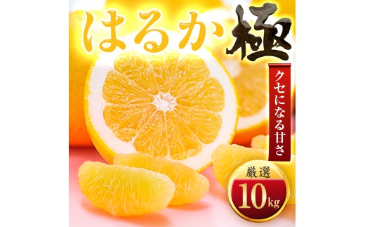 ＜太陽をたっぷり浴びた＞はるか＜極＞10kg＜F49-50＞【1509747】 YWTZ042