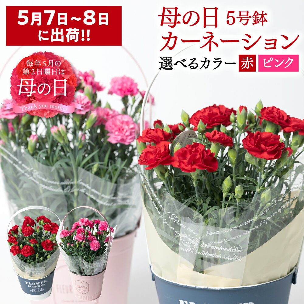 【ふるさと納税】【2026年5月7日～8日発送】【選べるカラー】ポットカーネーション 《 赤 ・ ピンク 》 5号 鉢 5寸 カゴ付き カーネーション 花 母の日 プレゼント ギフト 贈り物 熊本県 八代市 送料無料