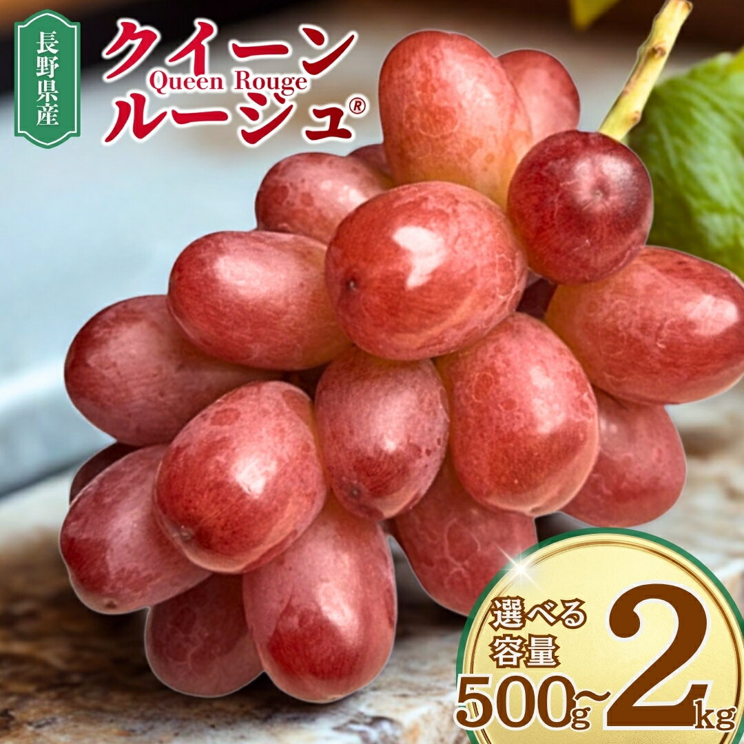 【ふるさと納税】【2025年先行予約】ぶどう クイーンルージュR 約500g(1房)/約1kg(2~3房)/約2kg(3~5房)|葡萄 グレープ 果物 フルーツ クイーンルージュ 産地直送 種無し 皮ごと シャインマスカットとユニコーンから誕生 赤ぶどう 信州 長野 千曲市 送料無料