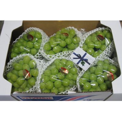 ふるさと納税 三豊市 【発送月固定定期便】三豊市特選こだわりフルーツ(シャインマスカット+さぬきエンジェルスイート)全2回