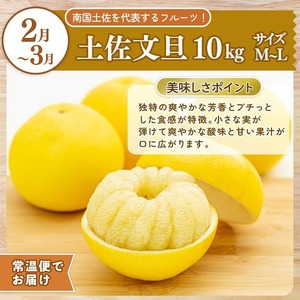 【定期便2回】土佐文旦 小夏 の柑橘フルーツ10