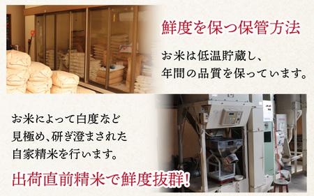 【令和5年産】ミルキークイーン 2kg×3（計6kg）精米《お米マイスターが発送直前に精米！》 / 北陸 福井県産 あわら市産 ブランド米 ご飯 白米 新鮮 人気の米