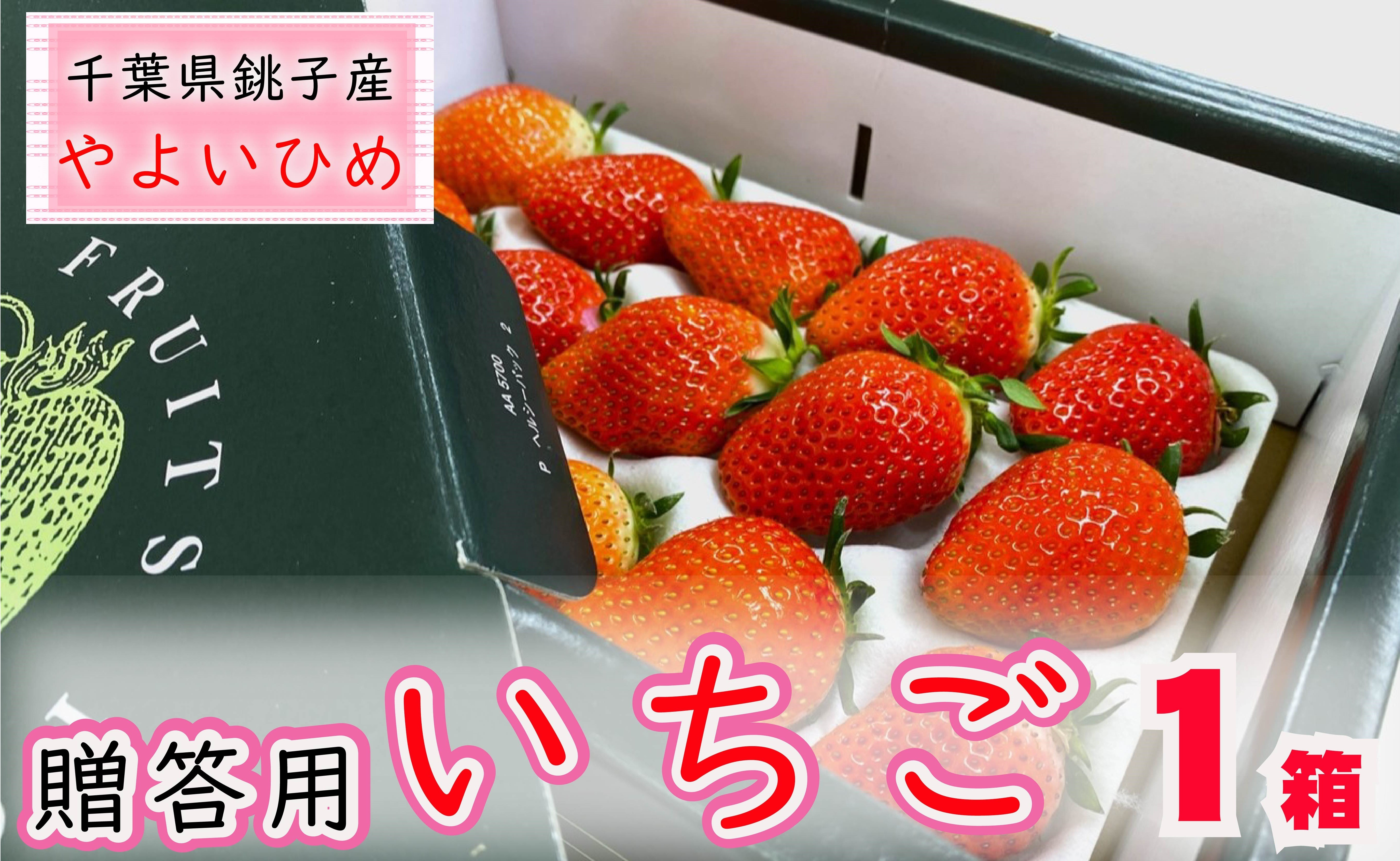 
先行予約 贈答用 いちご やよいひめ 1箱 約400g 化粧箱 いちご イチゴ 苺 人気 定番 食べやすい 果物 フルーツ ストロベリー ジャム 朝摘み 採れたて 新鮮 産直 安心安全 期間限定 送料無料 千葉県 銚子市 松岸 神原いちご園
