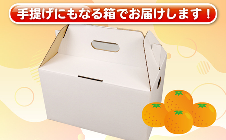 訳あり せとか 約4kg 柑橘の大トロ 杉本屋 先行予約 わけあり 訳アリ 訳あり品 果物 くだもの フルーツ 愛媛ミカン 愛媛蜜柑 愛媛みかん 高級 希少 mikan 蜜柑 みかん ミカン 濃厚 甘