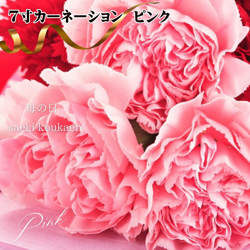 【ふるさと納税】【2026 母の日 先行予約】7寸カーネーション　ピンク 母の日ギフト 花 フラワー 植物 お花 贈り物 珍しいカーネーション 底面給水 母の日のプレゼント 　お届け：2026年4月下旬～5月上旬