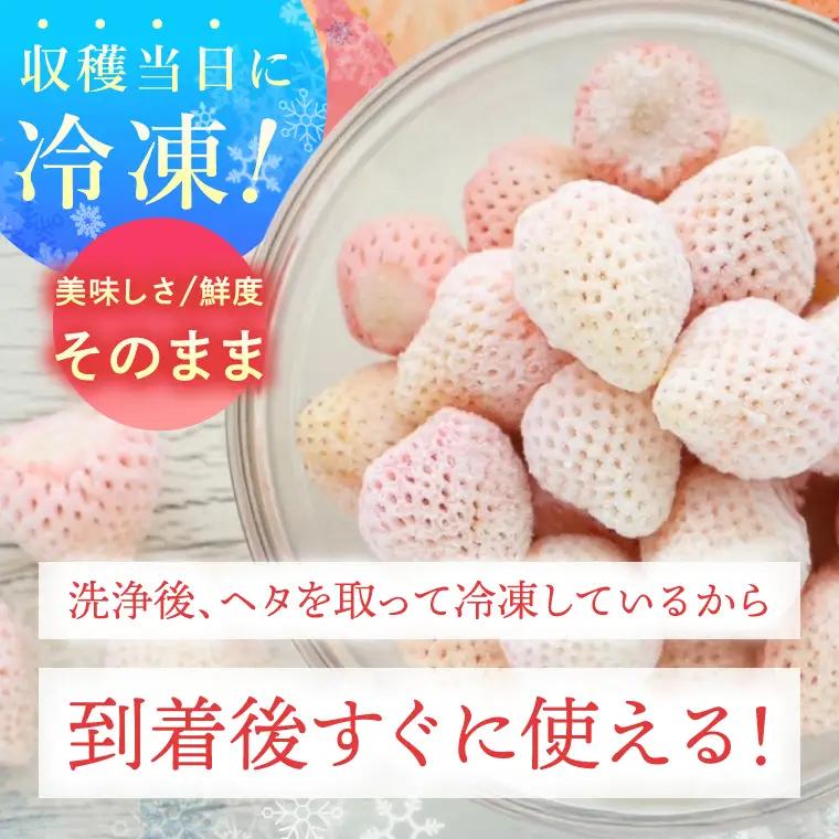 【数量限定】冷凍いちご 希少なプレミアム白イチゴ『淡雪』1kg入×2袋 合計2kg オリジナルレシピ有り（DO-1）