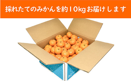 【訳あり】九十九里温州みかん 約10kg 千葉県 山武市 SMBZ001 みかん ミカン 蜜柑 温州 温州みかん 温州ミカン 興津早生 おきつわせ 早生 早生みかん 早生ミカン わせみかん 10kg 