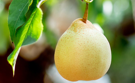 梨 2024年 先行予約 備前横綱梨（あたご梨） 超大玉2玉（1玉1.3kg～1.4kg）・備前乙女梨（鴨梨） 3～4玉 詰合せ 合計4.0kg以上 贈答箱 岡山県産 フルーツ ギフト 石原果樹園