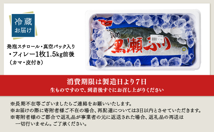 KRBF15-2605＜2026年5月発送＞活じめ！黒瀬ぶりの生鮮ブリフィレー 1.5kg前後_K001-004