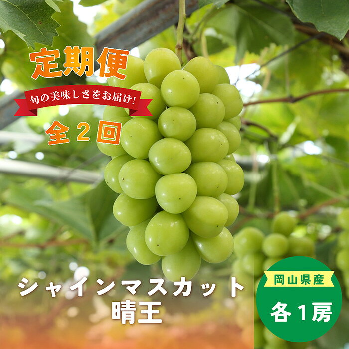 【ふるさと納税】岡山県産 シャインマスカット『晴王』定期便 全2回