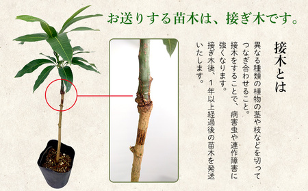 アップルマンゴー苗木1本(アーウィン種) アップル マンゴー 苗 お祝い アーウィン種 アーウィン 苗木 果物 果実 育てやすい インテリア 鉢植え 観葉植物 植物 観賞用 グリーン ギフト 贈り物 