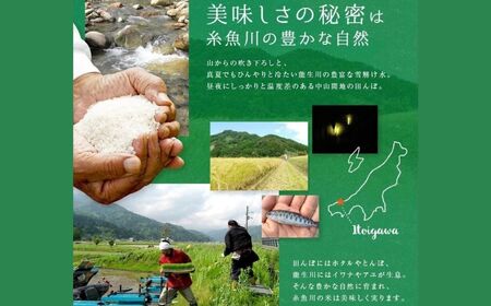 【12ヶ月定期便】『新潟産こしいぶき』5kg×12回お届け(計60kg) プロが認めたうまい米 令和5年産 新潟産コシイブキ 新潟県糸魚川産 農家直送 おいしいお米をお届けします。