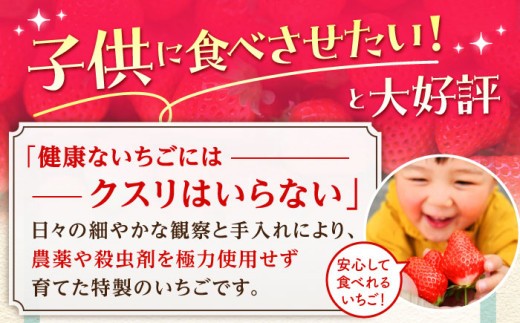 朝摘みいちご さがほのか 1kg（250g×4パック）【むらおか農園】 [HAF024] / いちご 苺 イチゴ 果物