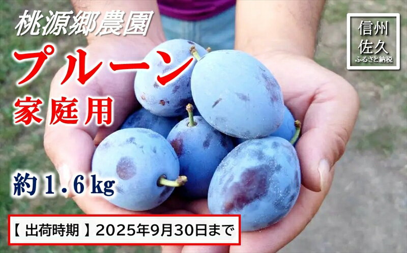 【ふるさと納税】【期間限定】桃源郷のプルーン　家庭用　約1.6kg　（2025年9月30日まで出荷／北海道・沖縄・離島は配送不可）　フルーツ　産地直送　旬　信州　長野　佐久市　旬彩　品種指定なし