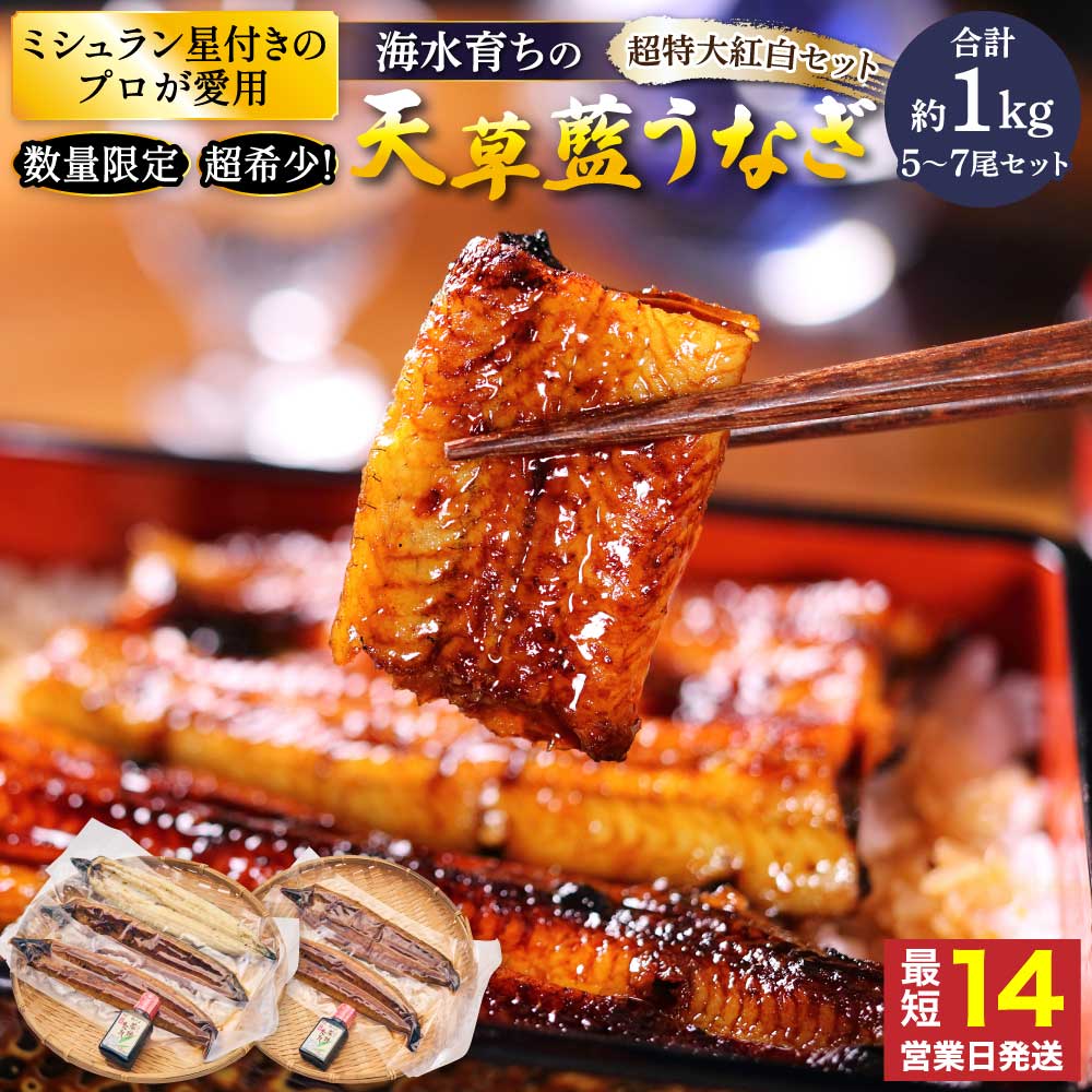 【ふるさと納税】 【ミシュラン1つ星店 採用】 うなぎ 国産 〈数量限定〉海水育ちの天草藍うなぎ 超 特大 紅白 5〜7尾セット (合計約1kg) 鰻 ニホンウナギ 惣菜 熊本県産 九州 国産 冷凍 送料無料 株式会社天草海産