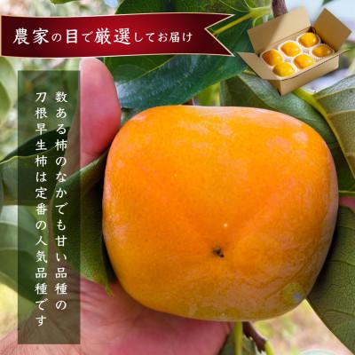 ふるさと納税 古座川町 先行受付!　柿　種無し　赤秀品　大玉　5〜6個　約2kg  こだわり農家厳選! |  | 01