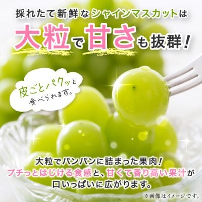 シャインマスカット 約1kg (1～2房) 農園直送 ! シャインマスカット【配送不可地域：離島・沖縄県】