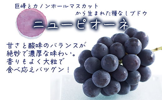 【2026年先行受付】岡山　花笑み農園の『ニューピオーネ』優品　約2kg(3～5房)P-2優【配送不可地域：離島】