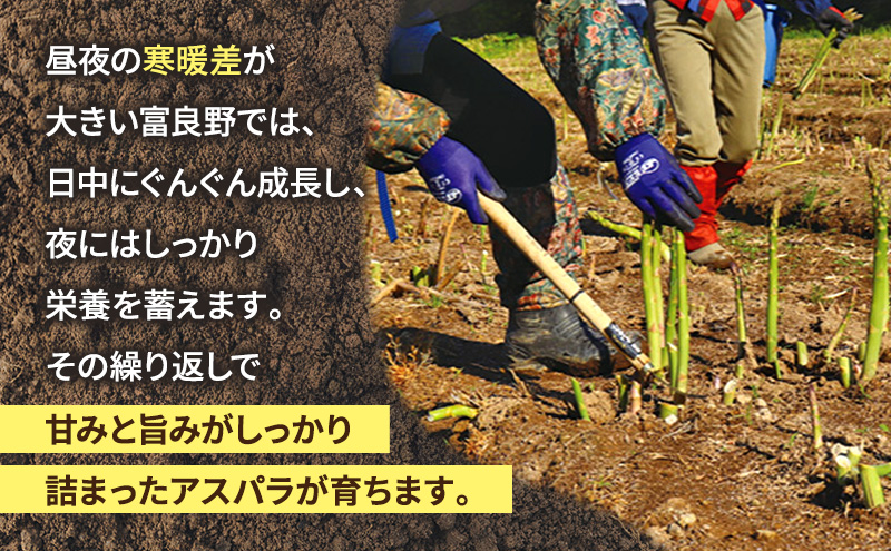 【2026年春発送】富良野産 アスパラ 約1kg 贅沢な太め (L～3Lサイズ混合) 中山農園 甘い やわらかい アスパラガス アスパラ 新鮮 野菜 産地直送 北海道 富良野 ふらの