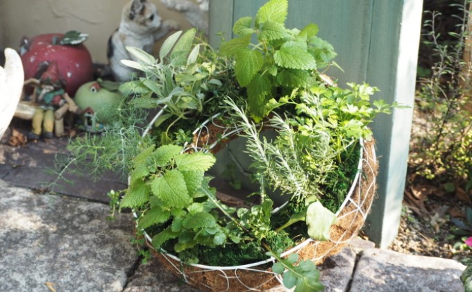 ハーブのサークルハンキング（直径35cm）