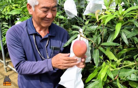 《先行予約》徳之島センチュリー果樹園さんの完熟マンゴー（２㎏） ( マンゴー フルーツ 果物 完熟 無加温 徳之島 世界自然遺産 美味しい とろける 旬 贅沢 糖度 南の島 )