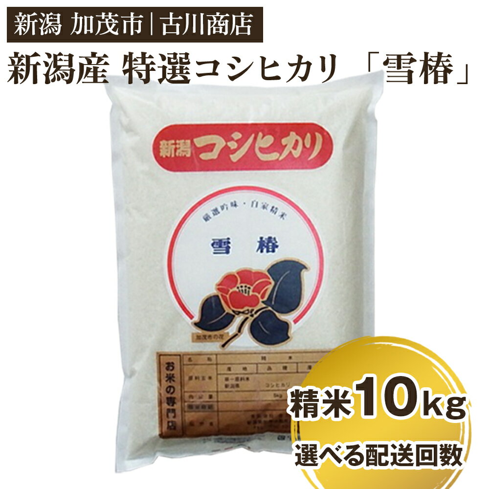 【ふるさと納税】【令和7年産新米】新潟県産 特選コシヒカリ「雪椿」精米10kg 選べる配送回数（通常配送1回〜定期便12回）《順次発送》 白米 加茂市 お米の専門店 古川商店