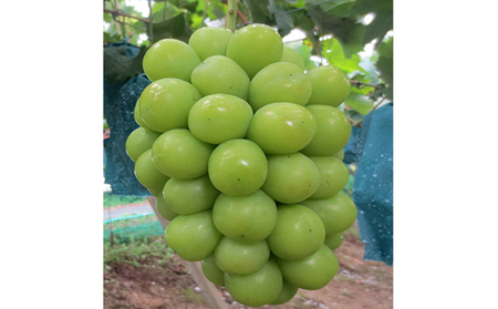 早期受付 ぶどう 氷温(登録商標) シャインマスカット 2房（1房800g以上） マスカット ブドウ 葡萄 岡山県産 国産 フルーツ 果物 ギフト 黒川農園 果物類 