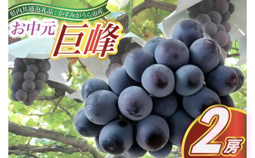 お中元　巨峰　2房(県内共通返礼品:かすみがうら市産 (BR088)