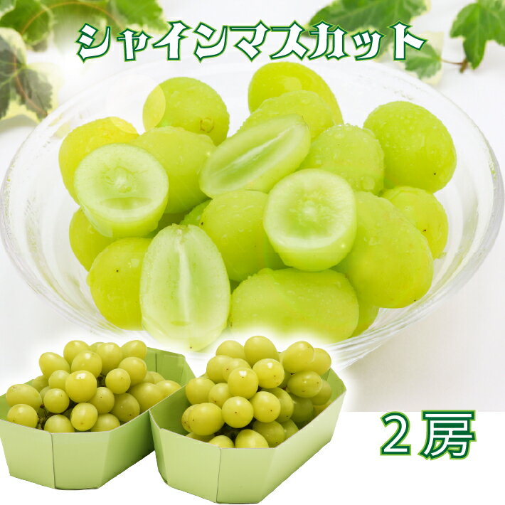 【ふるさと納税】【R8.9月中旬より順次発送 】庄内町産 斎藤禎さんのシャインマスカット 2房（入金期限：2026.8.31）先行受付 国産 シャインマスカット マスカット 果物 くだもの フルーツ ぶどう 葡萄 種無し 種なし 山形 産地直送 ふるさと納税