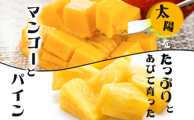 2024年 先行予約 パイン マンゴー セット トロピカルフルーツセット ますみ農園 果物