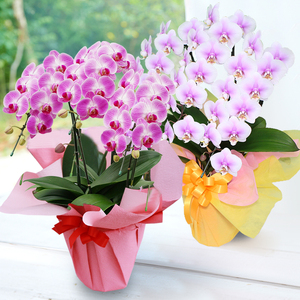 洋蘭 洋蘭ギフトL 鉢花 （高さ60～80cm） 蘭 鉢 鉢植え 胡蝶蘭 ギフト 熊本県産  【森水木のラン屋さん】