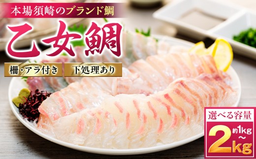 
                  【 スピード配送 】 真鯛 タイ お刺身 ( アラ付き ) 1kg ～ 2kg 【 乙女鯛 】  産地直送 冷蔵 新鮮 鮮魚 養殖 カマ 柵 カマ アラ 鯛 たい タイ お食い初め 刺身 しゃぶしゃぶ 鯛しゃぶ 鍋 鯛めし 鯛茶漬け 出汁茶漬け 漬け お刺身 刺し身 さしみ タタキ 炙り 塩焼き 煮込み 料理 小島水産 高知県 須崎市 KS037ALL
                